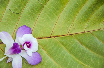 Violet orchid flowers on dried leaf floor