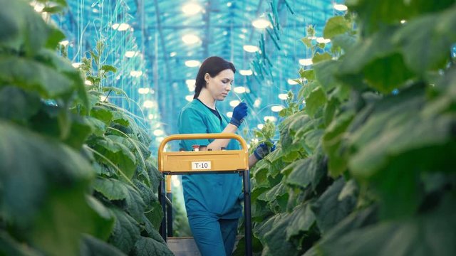 Female farmer is tearing off cucumber bushes