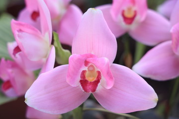 Fototapeta na wymiar ピンクの蘭のハーモニー