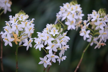 白い蘭のタワーたち