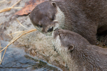 Two  oriental small-clawed otters (Amblonyx cinereus) kiss.
A semiaquatic mammal native to inhabits mangrove swamps and freshwater wetlands in South and Southeast Asia, the smallest otter species.
