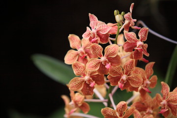 落ち着いた色彩の蘭たち