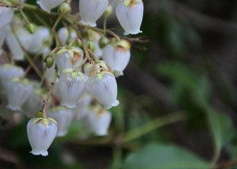 Japanese Andromeda plant with tiny white blossoms.