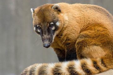 a South American coati (Nasua nasua) sits alone, which is a coati species and a member of the raccoon family (Procyonidae), from tropical and subtropical South America. © Danny Ye