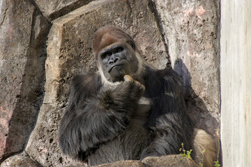 A male Western gorilla in zoo (Gorilla gorilla) is Scratching chin Dec 9th 2018