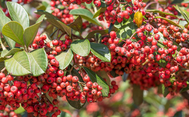 Frutos vermelhos de aroeira