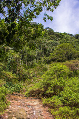 Fototapeta na wymiar Selva, bosque tropical en Contamana Ucayali, Perú, río en la jungla, selva virgen