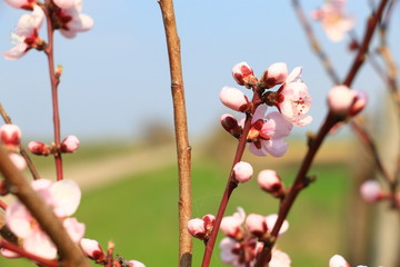 Blossoming peach tree branches, the background blurred