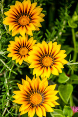 Fototapeta premium Sunflowers in bloom