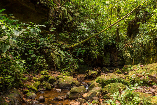 Selva, bosque tropical en Contamana Ucayali, Per&uacute;, r&iacute;o en la jungla, selva virgen