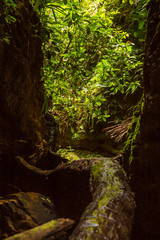 Fototapeta premium Foto en la selva virgen en Contamana, Ucayaly, Perú