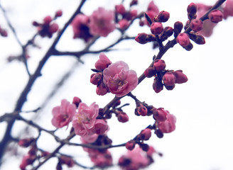 Fototapeta na wymiar cherry blossom in spring