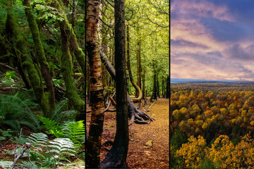 Forests from various parts of Canada - West, Central and East