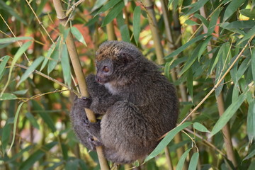 Eastern lesser bamboo lemur in Lemurs' Park, Madagascar