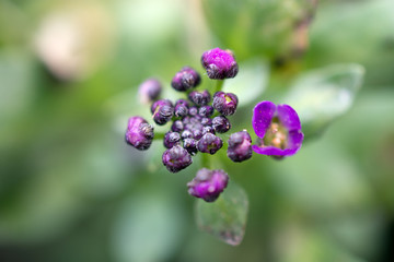 Close up of wild flowers.