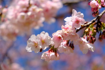 川津桜