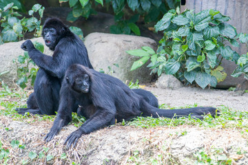 Two Black-headed spider monkeys sit on the ground.
Considered to be critically endangered  due to an estimated population loss of more than 80% over 45 years from hunting and human encroachment