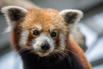 A red panda (Ailurus fulgens) closeup image
it is a mammal native to the eastern Himalayas and southwestern China
The red panda has reddish-brown fur, a long, shaggy tail, and a waddling gait