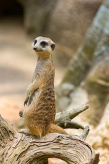 Fototapeta premium The meerkat (Suricata suricatta) stands alone as guard A small carnivoran belonging to the mongoose family. Its face tapers, coming to a point at the nose, which is brown. 