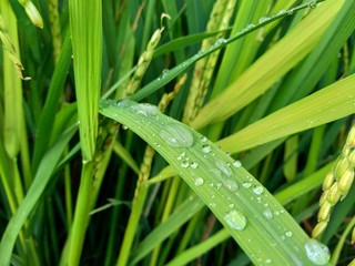 Fototapeta premium close up dew with natural background