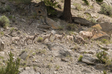 Fototapeta na wymiar Bighorn sheep Lambs