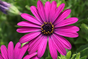 Obraz premium pink daisy flower