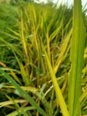 close up dew with natural background