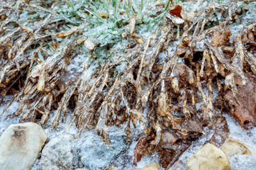 Landscaping plants covered with ice after freezing rain