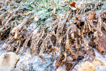 Landscaping plants covered with ice after freezing rain