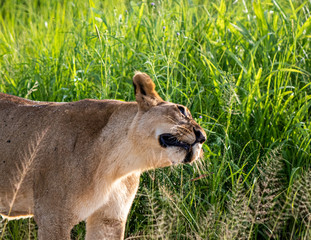 Lion shaking off water