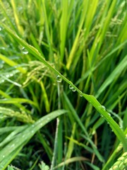 close up dew with natural background