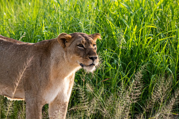 Lioness
