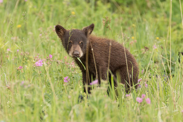 Cinnamon Black Bear Cub © mtnmichelle