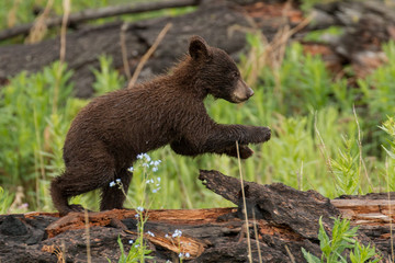 Cinnamon Black Bear Cub © mtnmichelle