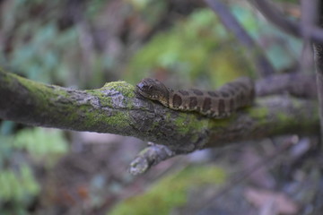 Snake on a tree 