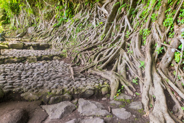 illustrastion photograph of green tree trunk showing very natural perfect for nature tourism business like hotel,homestay,village,travel agency etc