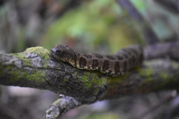 Naklejka premium Snake on a tree 
