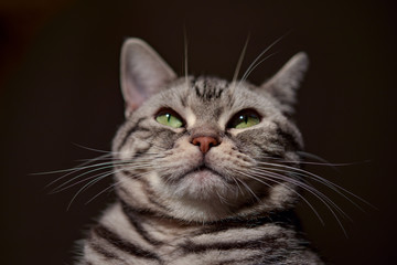 Fototapeta premium 外を見つめる猫の顔アップ