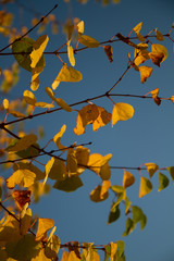 Autumn leaves in the sunshine