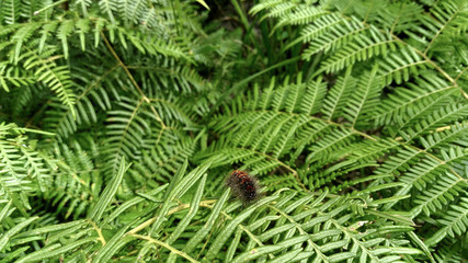 Close up to an beautiful orange lonomia worm over a fern leaves texture