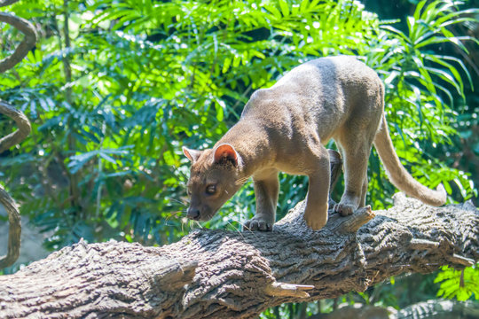 The fossa (Cryptoprocta ferox) is walking on the tree. 
A cat-like,  the largest mammalian carnivore on the island of Madagascar.
