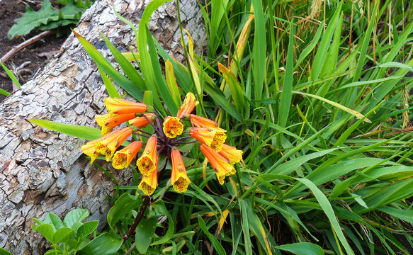 Beautiful orange flower Bomarea in wild nature.  It could be find in Central and South America at Andean region.