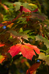 Autumn leaves in the sunshine