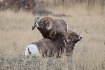 Bighorn rams