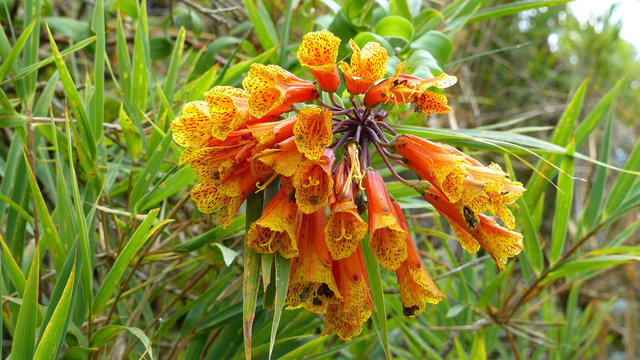 Beautiful orange flower Bomarea in wild nature.  It could be find in Central and South America at Andean region.