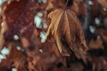 autumn leaves in the forest