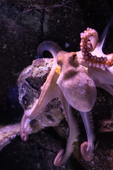 Fototapeta na wymiar Octopus