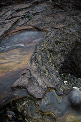 wet wood and bark from tree