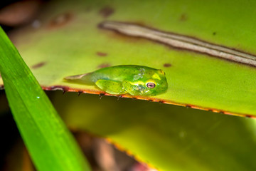White banded tree frog photographed in Guarapari, in Espirito Santo. Southeast of Brazil. Atlantic Forest Biome. Picture made in 2018.