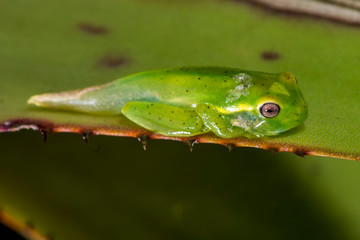 White banded tree frog photographed in Guarapari, in Espirito Santo. Southeast of Brazil. Atlantic Forest Biome. Picture made in 2018.
